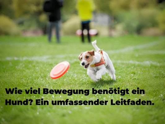 Wie viel Bewegung benötigt ein Hund? Ein umfassender Leitfaden.