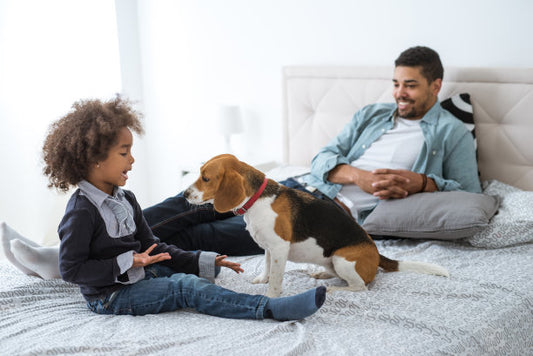 Warum starrt mich mein Hund an? Darf ich einen fremden Hund anstarren?