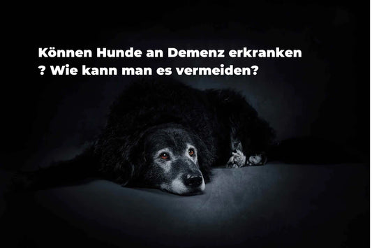 Können Hunde an Demenz erkranken? Wie kann man es vermeiden?
