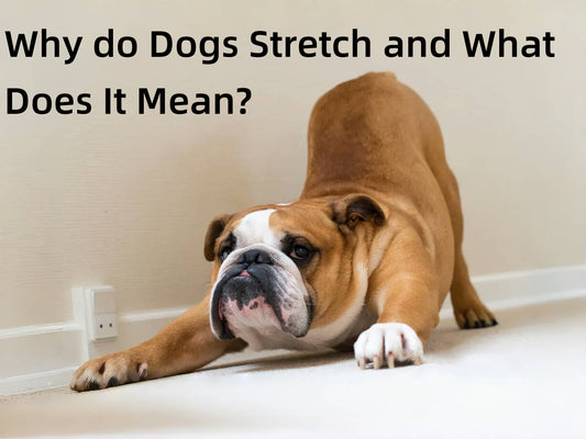 Warum strecken sich Hunde und was bedeutet es?